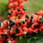 imgi_15_guarana