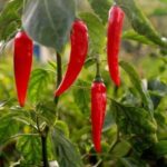 imgi_18_capsicum
